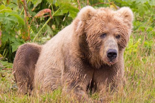 Kodiak Brown Bear, Žinduolis, Plėšrūnas, Laukinė Gamta, Laukiniai, Kailis, Gamta, Alaska, Usa, Gyvūnas, Iš Arti, Žiūri, Žolė, Šlapias