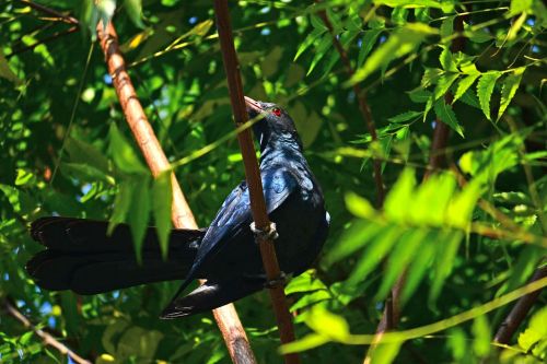 Koel Bird, Vyriška Koel, Paukštis, Gamta, Laukinė Gamta, Šri Lanka, Mawanella, Ceilonas