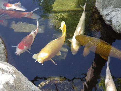 Koi, Žuvis, Tvenkinys, Japoniškas Sodas