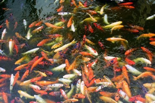 Koi, Žuvis, Colorado Varpas, Japanese, Oranžinė, Vandens, Dekoratyvinės Žuvys