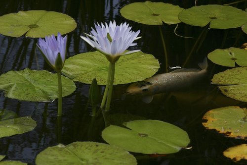 Koi,  Tvenkinys,  Gėlė,  Lotus,  Žuvis,  Augalų,  Karpis