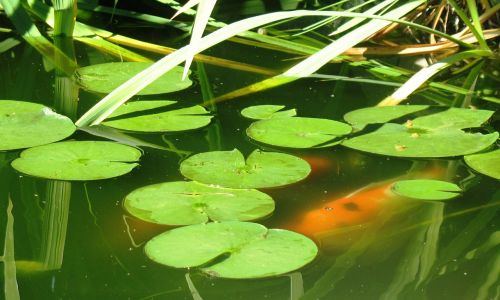 Koi Tvenkinys, Lelija, Žuvis, Koi, Tvenkinys, Sodas, Ramus, Sodininkystė