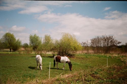 Arkliai,  Pavasaris & Nbsp,  2016 & Nbsp,  Lublinas,  Lenkija,  Arkliai