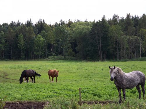 Arkliai,  Arklys,  Lenkija,  Kruklanki & Nbsp,  Masuria,  Gamta,  Kaimas,  Arkliai