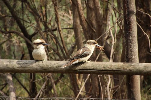 Kookaburra, Australia, Paukštis, Gyvūnas, Laukinė Gamta