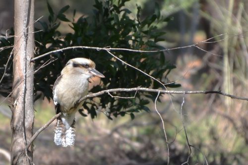 Kookaburra, Paukštis, Laukinė Gamta, Australia, Juokiasi, Paukščių Fotografija