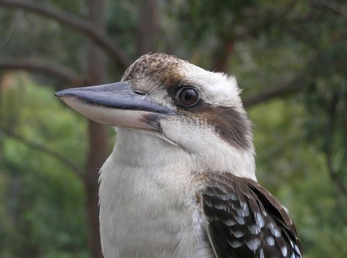 Kookaburra, Paukštis, Australia, Gimtoji, Juokiantis Kookaburra, Fauna, Gamta