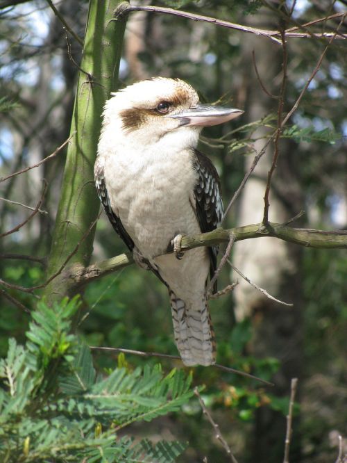 Kookaburra,  Gamta,  Australia,  Paukštis,  Laukinė Gamta