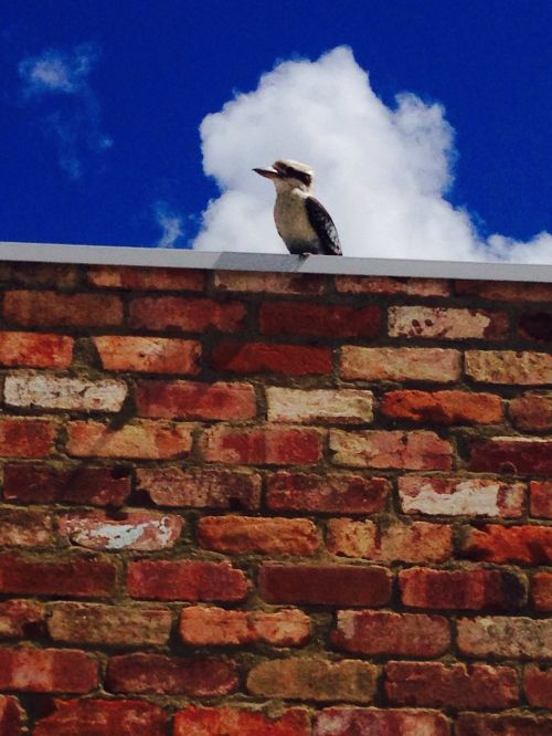 Kookaburra, Paukštis, Australia