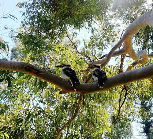 Kookaburras, Australian, Paukščiai, Australijos Gimtoji Paukštis, Laukinė Gamta, Aussie, Gimtoji, Gamta, Vietiniai Paukščiai, Plunksnos
