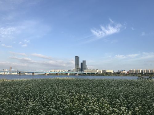 Korėja, Seulas, Han Upė, Rudenį, Multiflora Gėlė