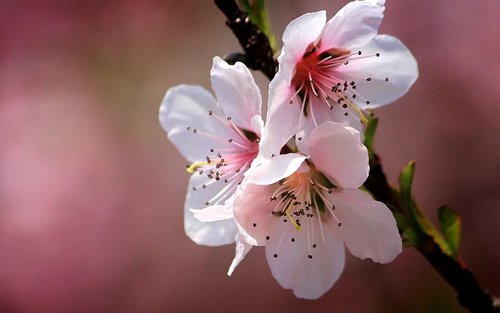 Korėja Persikų,  Vaisių Medžiai,  Gėlės,  Lapų,  Pavasaris,  Gamta