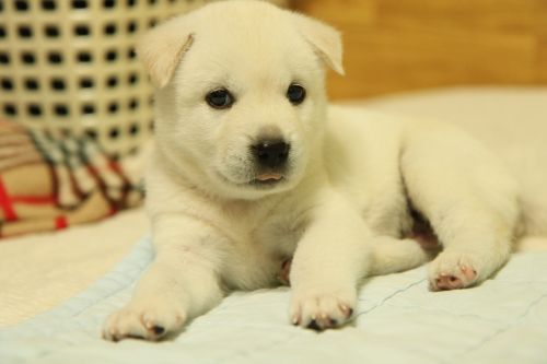 Korėjiečių Jindo, Šuo, Šuniukas, Baltas Kailis
