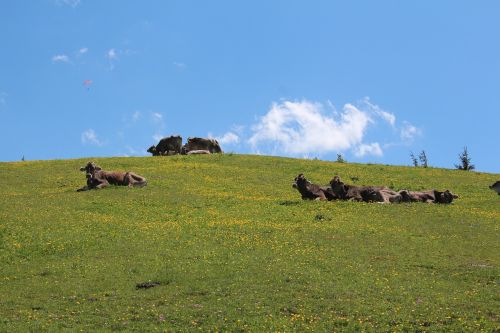 Kössen, Tyrol, Austria, Karvės, Karvė