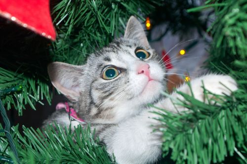 Kalėdos & Nbsp,  Medis,  Katė,  Kalėdos,  Katė Ant Medžio 1