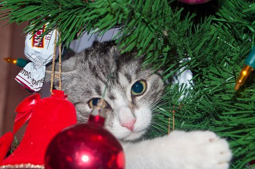 Kalėdos & Nbsp,  Medis,  Katė,  Kalėdos,  Katė Ant Medžio 2