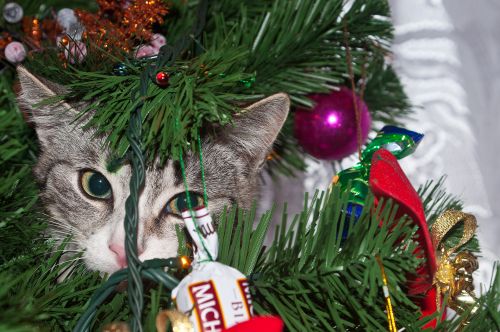 Kalėdos & Nbsp,  Medis,  Katė,  Kalėdos,  Katė Ant Medžio 3