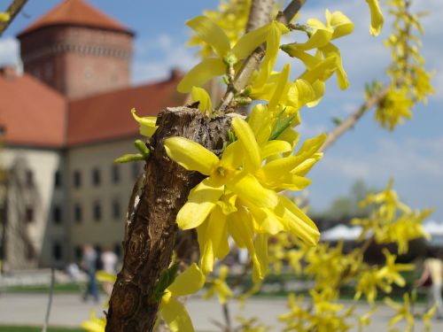 Forsitija, Kraków, Lenkija, Wawel, Gėlės, Pavasaris, Augalas, Gamta, Geltonos Žiedlapiai