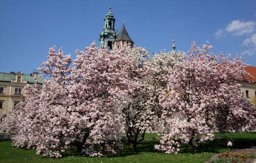Kraków, Lenkija, Wawel, Pilis, Magnolijos, Gėlės, Pavasaris