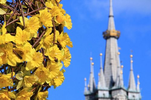 Kraków, Pavasaris, Lenkija, Gėlės, Iš Arti, Paminklas, Geltona, Geltonos Žiedlapiai