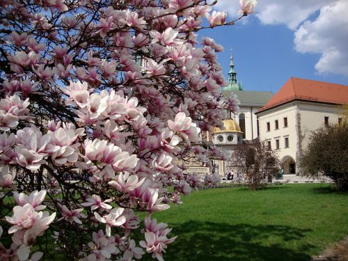 Kraków, Lenkija, Gėlės, Magnolijos, Pavasaris