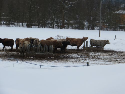 Karvės,  Žiema,  Sniegas,  Karves Žiemą