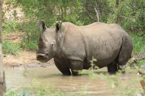 Rhino, Žiūri, Gyvūnai, Tvenkinys, Afrika, Savanah, Laukiniai, Safari, Laukinė Gamta