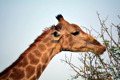 Kruger, Parkas, Afrika, Gamta, Žirafa, Valgyti
