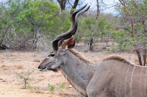 Kruger, Afrika, Kudu