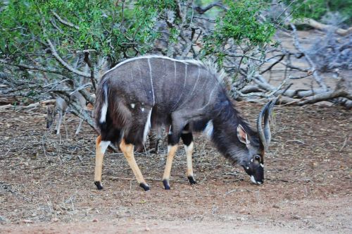 Kruger, Afrika, Ungulado