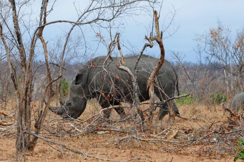Kruger, Afrika, Rhino
