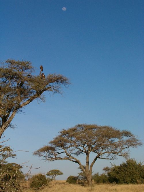 Kruger Nacionalinis Parkas, Medis, Mėnulis, Dangus, Afrika, Savana