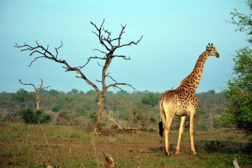 Kruger Parkas, Afrika, Gamta