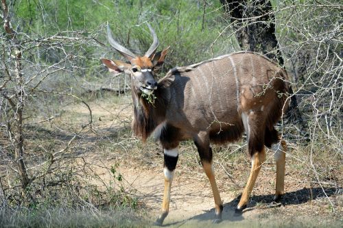 Kruger Parkas, Afrika, Laukinė Gamta