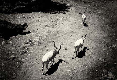 Kudu, Gyvūnai, Gamta, Afrika, Kelionė, Zoologijos Sodas, Ragai, Ruda, Laukinė Gamta, Antilopė, Parkas, Laukiniai, Nacionalinis, Fauna, Safari, Dykuma