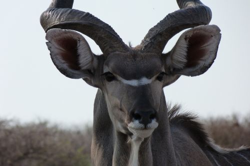 Kudu, Afrika, Laukinės Gamtos Fotografija