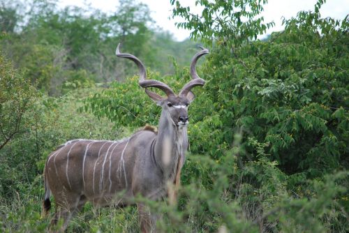 Kudu, Pietų Afrika, Gyvūnas, Kruger Parkas, Safari, Antilopė