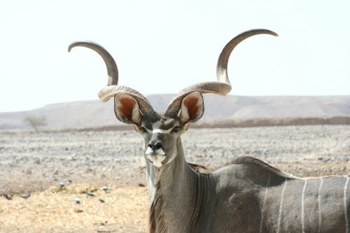 Kudu Antilope, Žinduolis, Laukinė Gamta, Antilopė, Laukiniai, Gamta, Ragai, Savana, Žaidimas