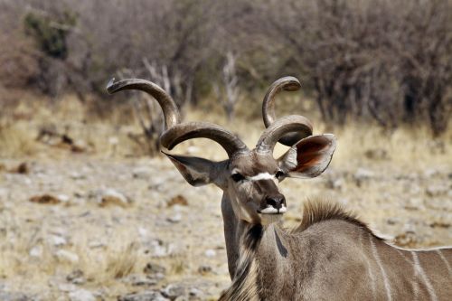 Kudu Buck, Antler, Namibija, Gyvūnas, Laukiniai Gyvi