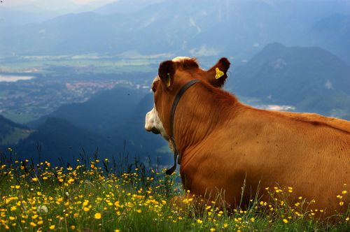Karvė,  Alpės,  Panorama,  Vaizdas,  Allgau,  Karvė Su Panorama