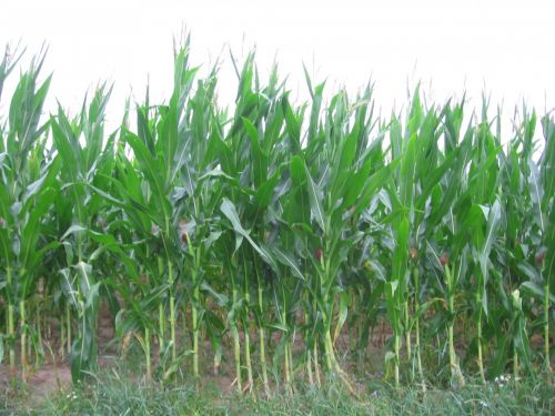Laukas,  Kukurūzai,  Kukurūzų Laukas