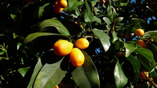 Kumquat, Citrusiniai, Medis