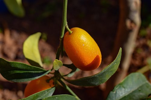 Kumquat,  Lapų,  Vaisių,  Pobūdį,  Maisto,  Floros,  Rutaceae,  Oranžinis