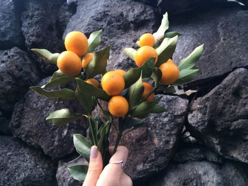 Kumquat, Kkingkkang, Gamykla