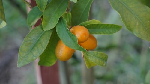 Kumquats, Cumkatas, Oranžinė Gnathostoma Spinigerum, Oranžinė, Geltona