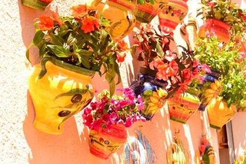 Gėlės,  Siena,  Menton,  France,  Gėlės