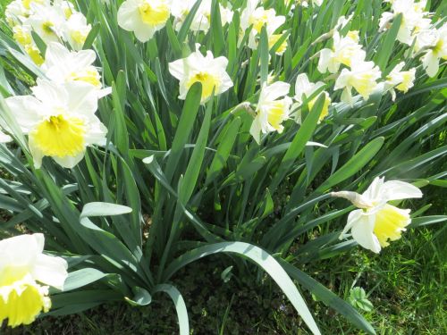Pavasaris & Nbsp,  Gėlės,  Narcizai,  Žydi Narcizai