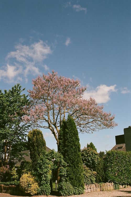 Medis,  Gėlės,  Nyderlandai,  Žydintis Medis