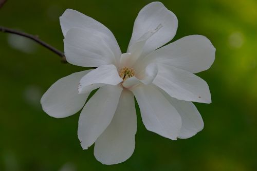 Kwitniecie, Pavasaris, Gamta, Magnolijos, Gėlė, Iš Arti, Magnolijos Gėlė, Balta Gėlė, Balta Magnolija, Balta