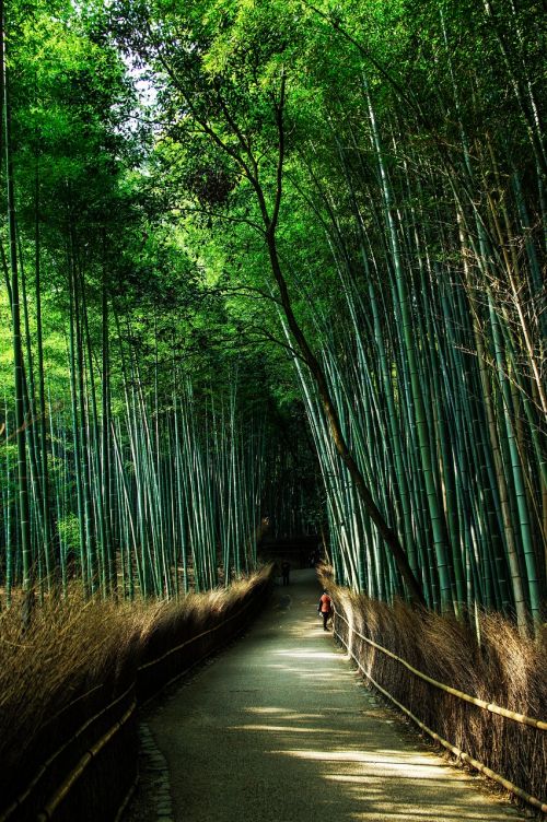 Kyoto, Japonija, Natūralus, Bambukas, Žalias, Bambuko Miškas, Kai Kurie Skonio